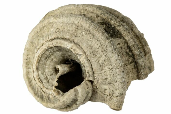 Pliocene Gastropod (Ecphora) Fossil - North Carolina #189591